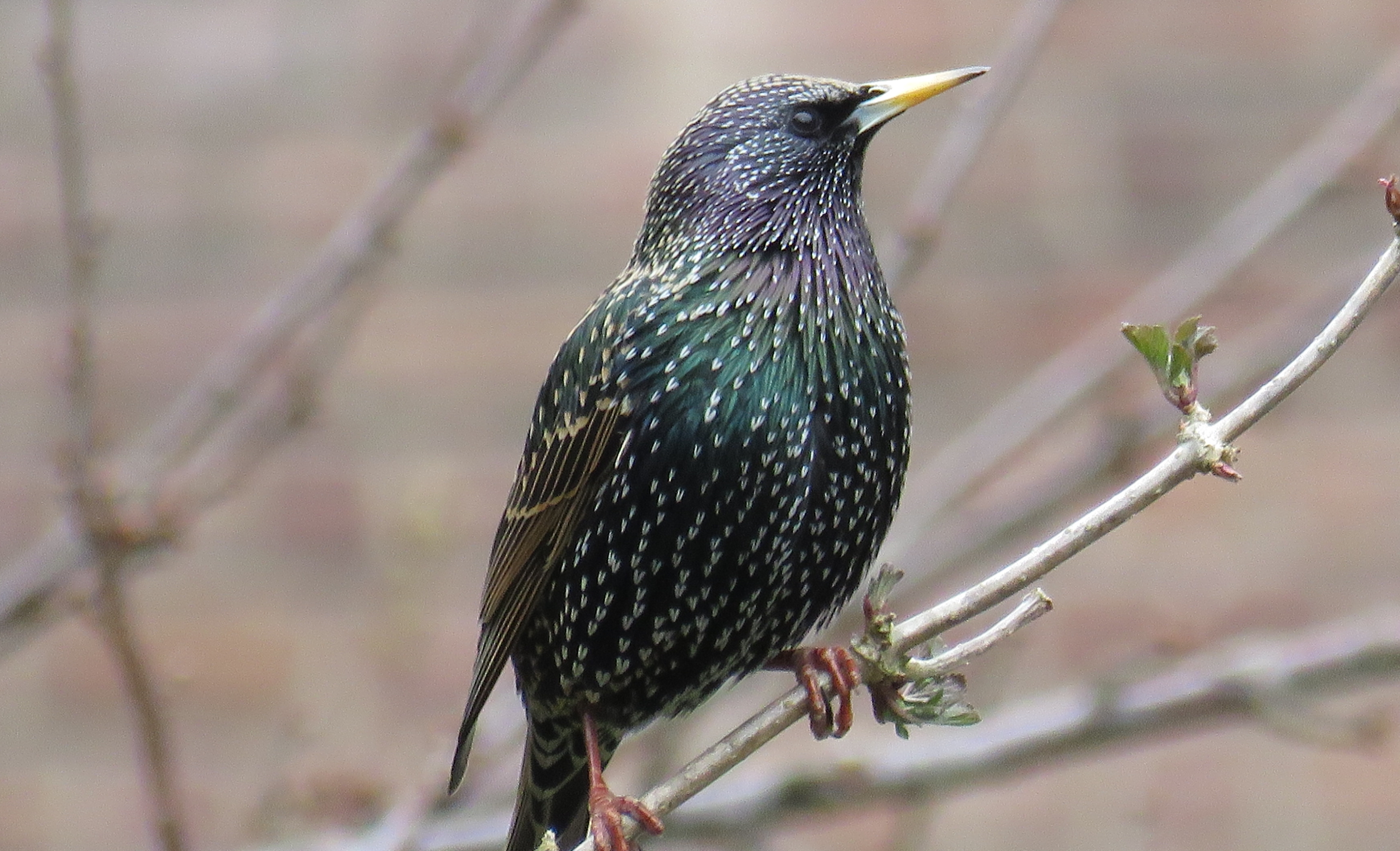 Sturnus vulgaris? Estorninho