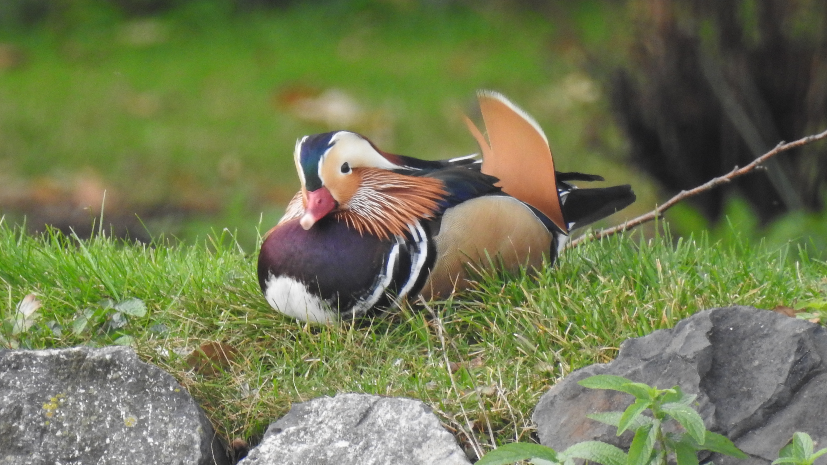 Pato-mandarim (Aix galericulata) Mandarim