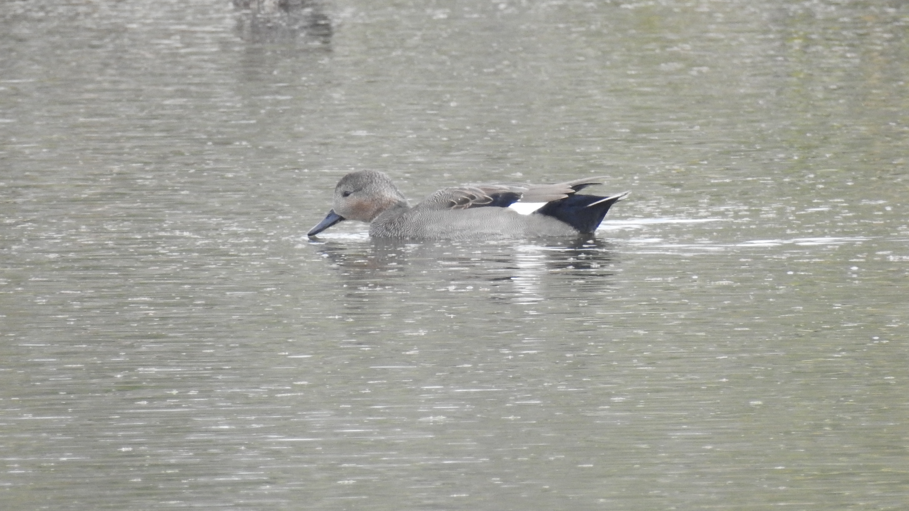 id confirmacao passeriformes Pato2