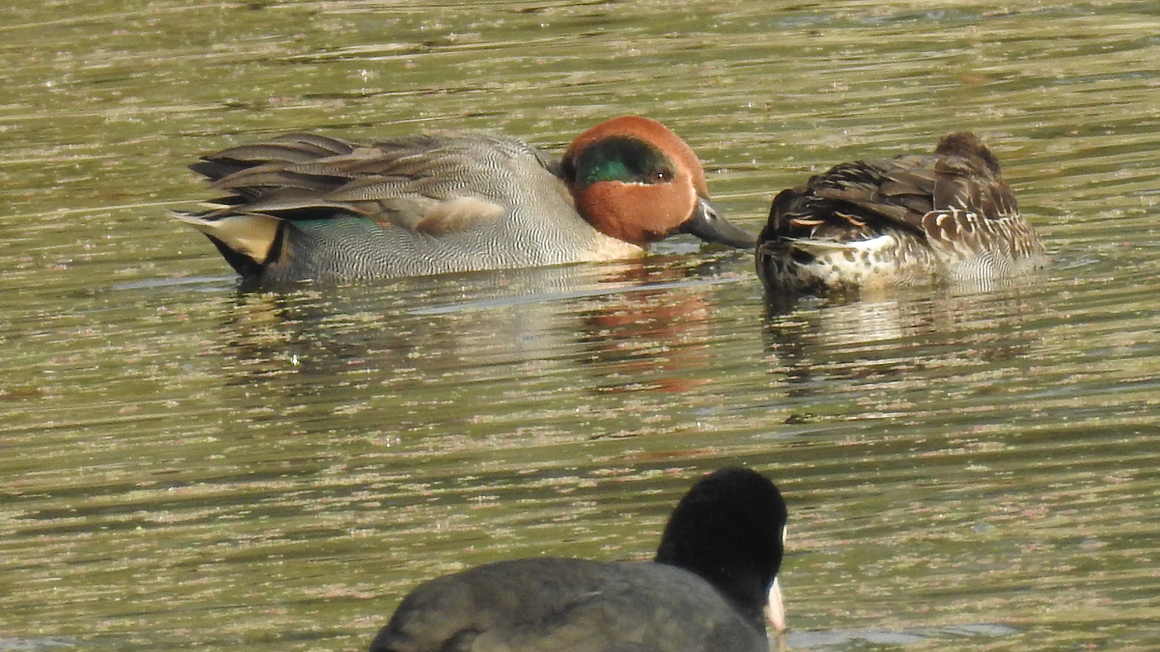 id confirmacao passeriformes Pato3