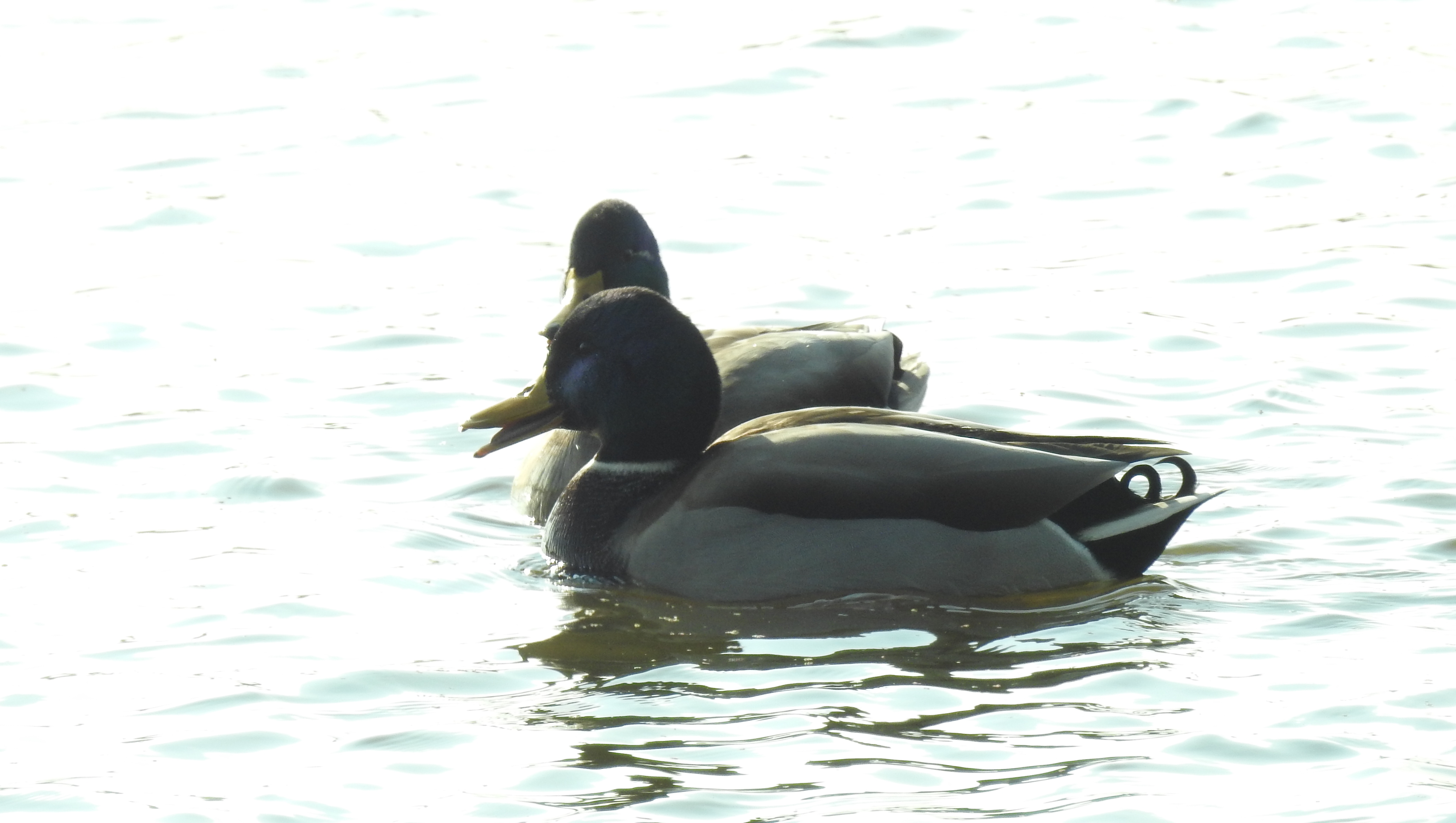 id confirmacao passeriformes Pato6