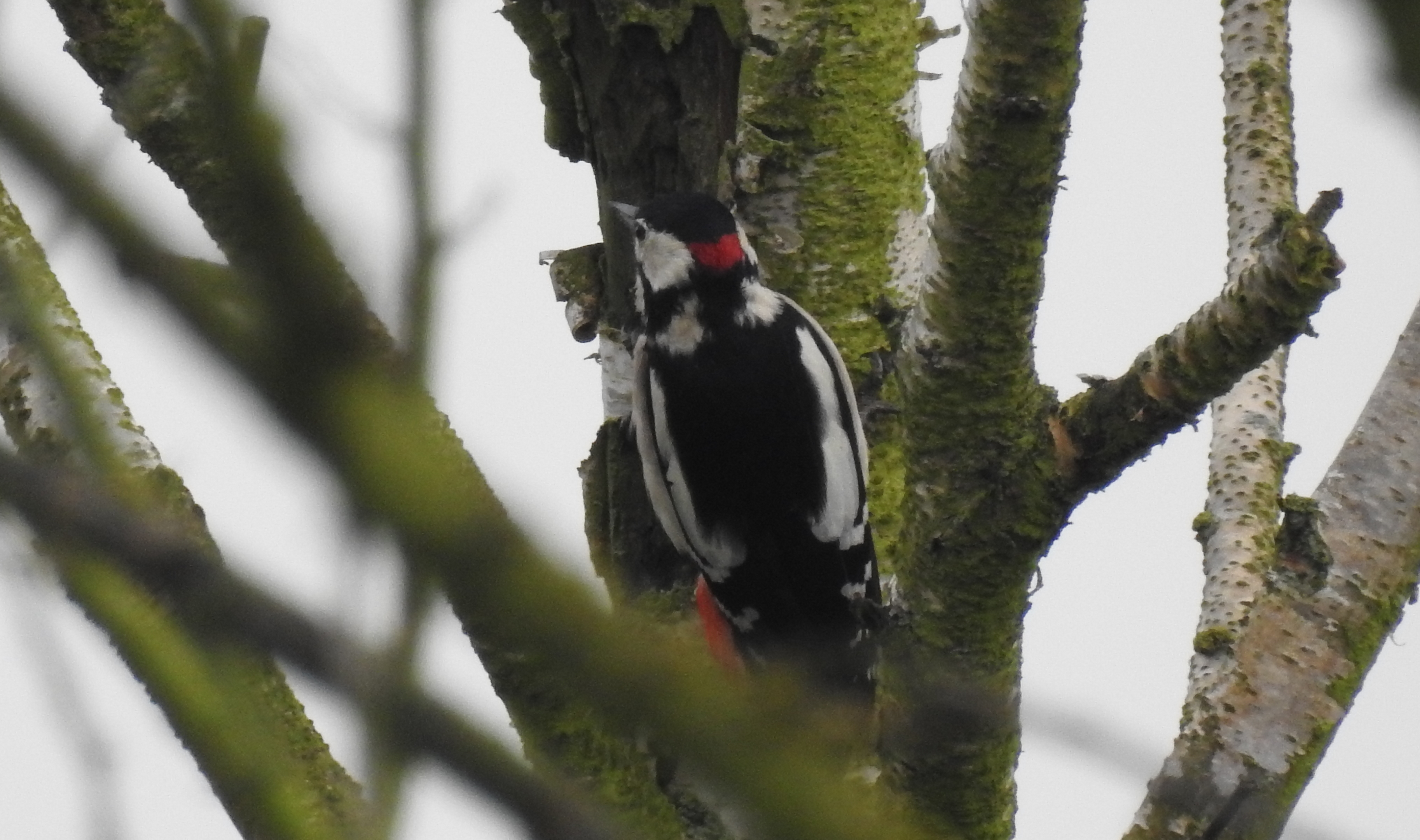 id confirmacao passeriformes Picapau