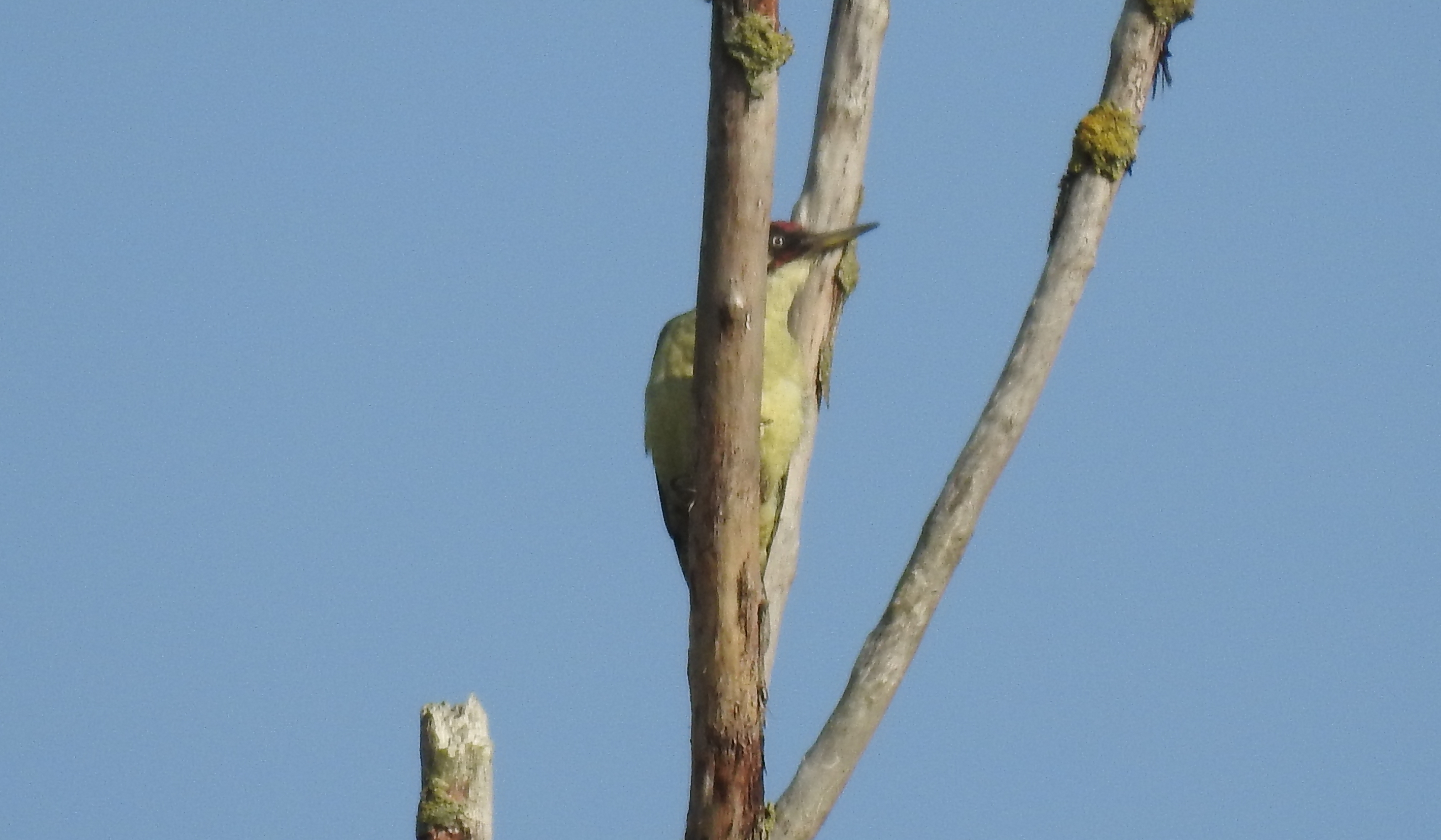 id confirmacao passeriformes Picapau1