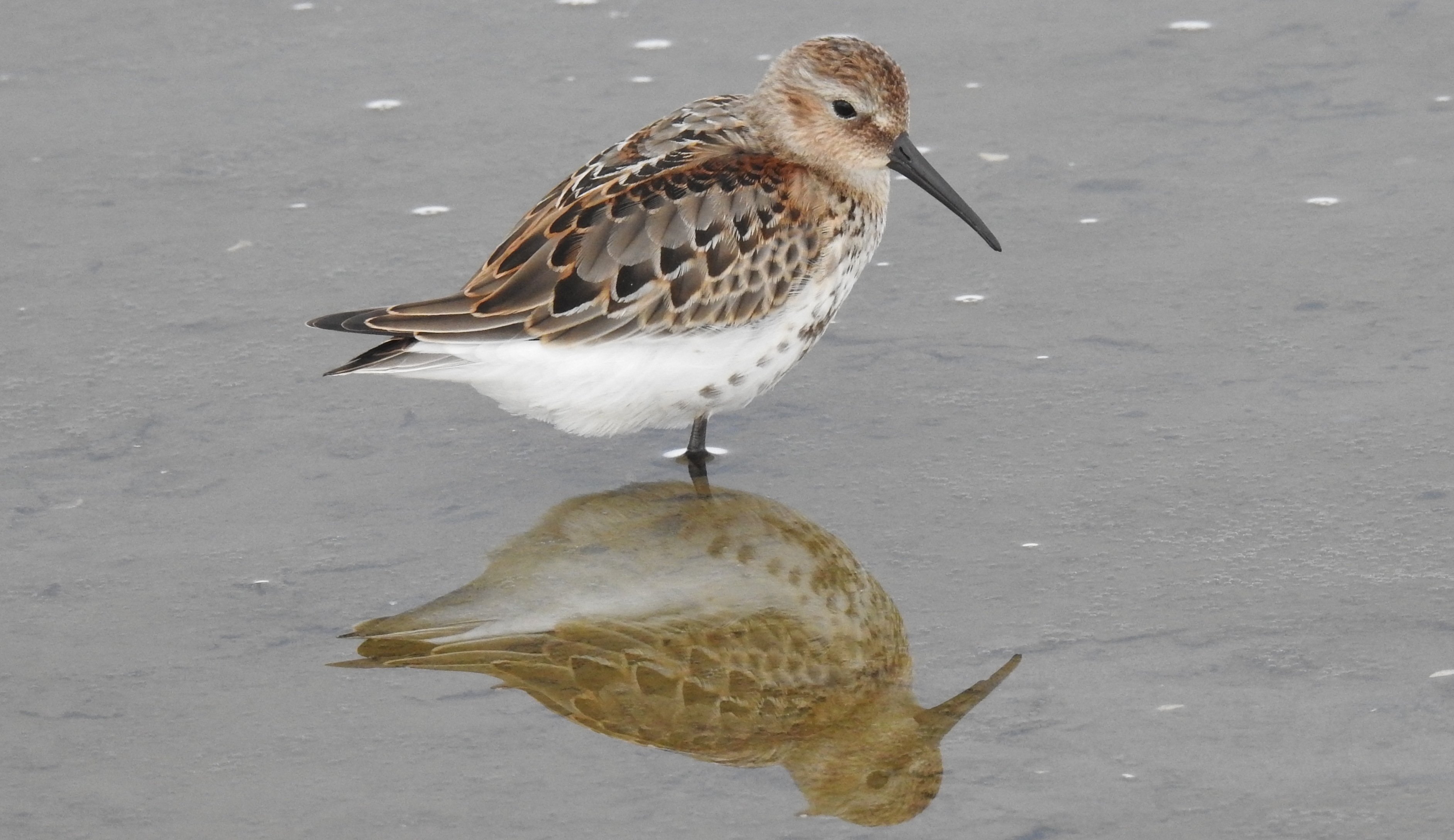 Pilrito-comum (Calidris alpina)  Pilrito-comun