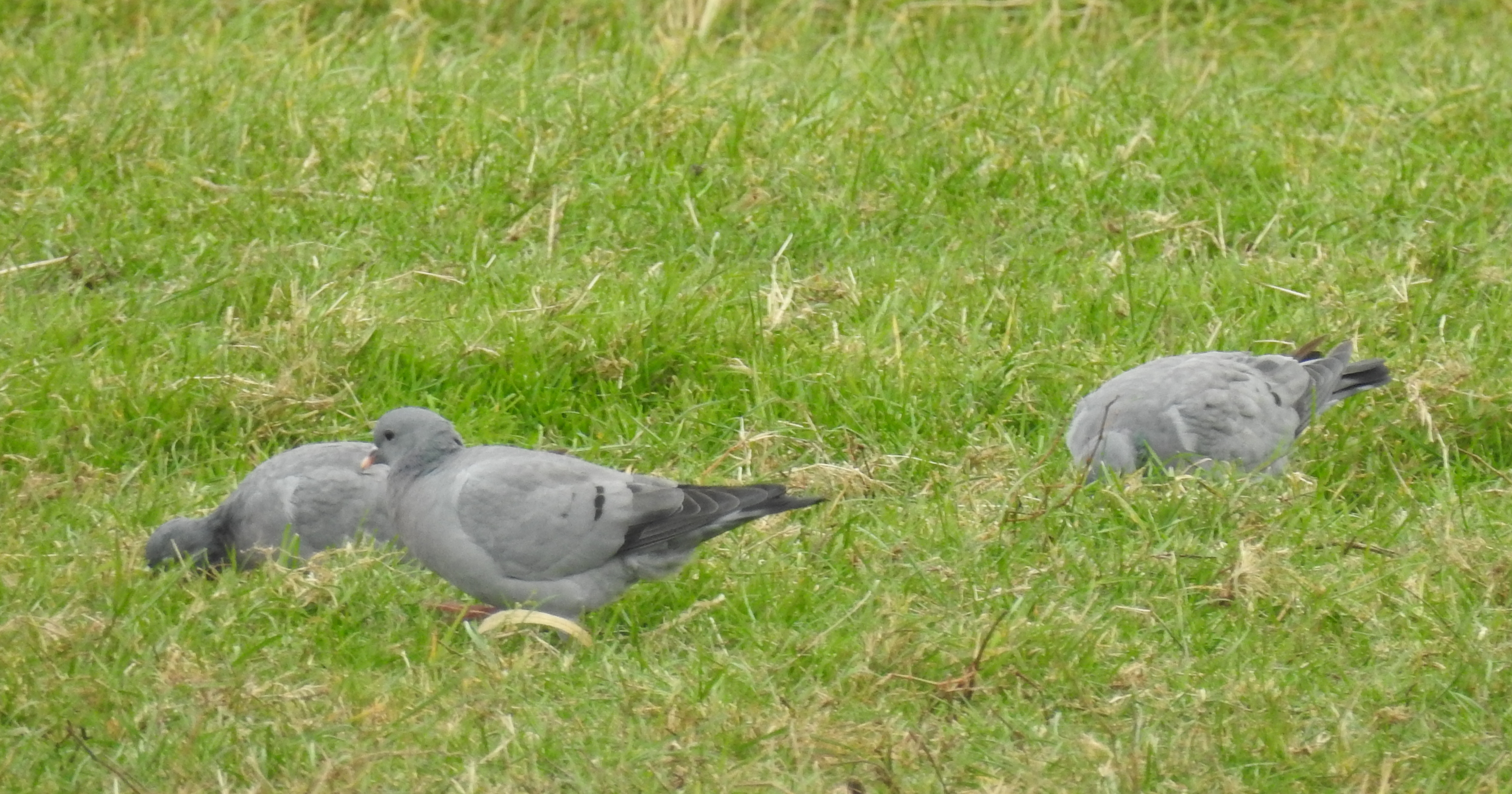 ID Pombo-bravo Columba oenas (SEIXA) Seixa