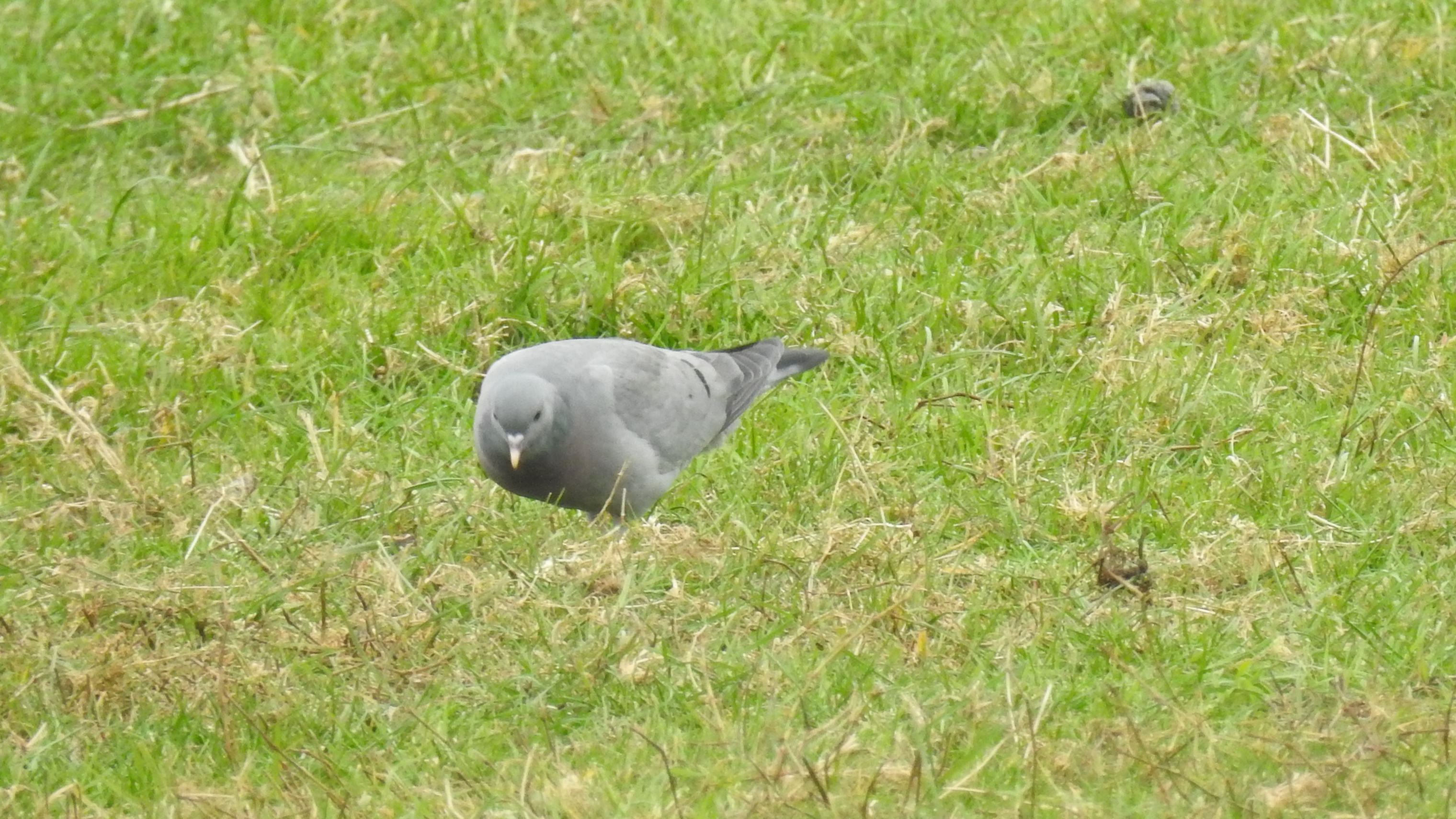 ID Pombo-bravo Columba oenas (SEIXA) Seixa1