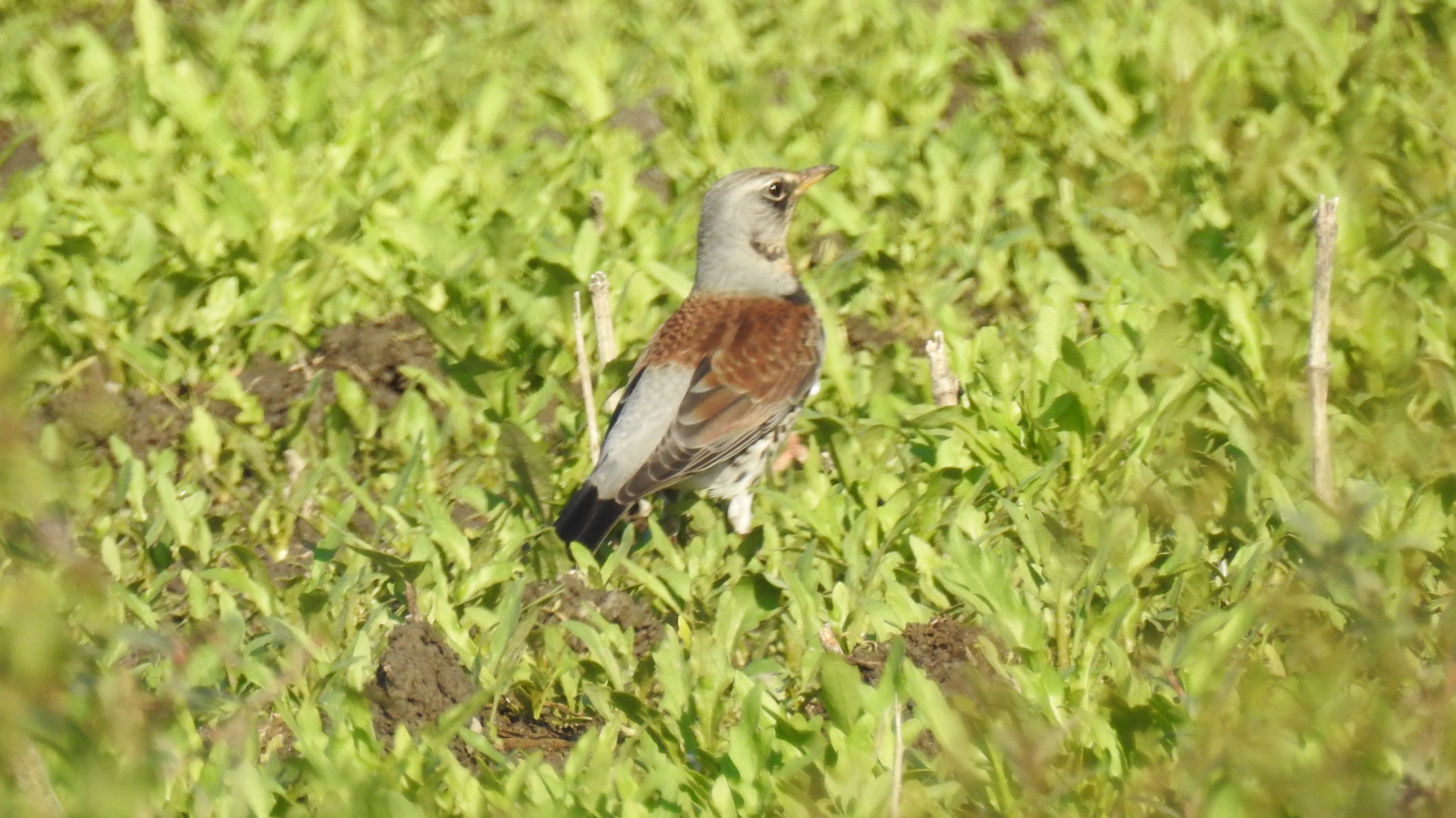 id dia de tordos e buteos 16/10/16 Tordo1