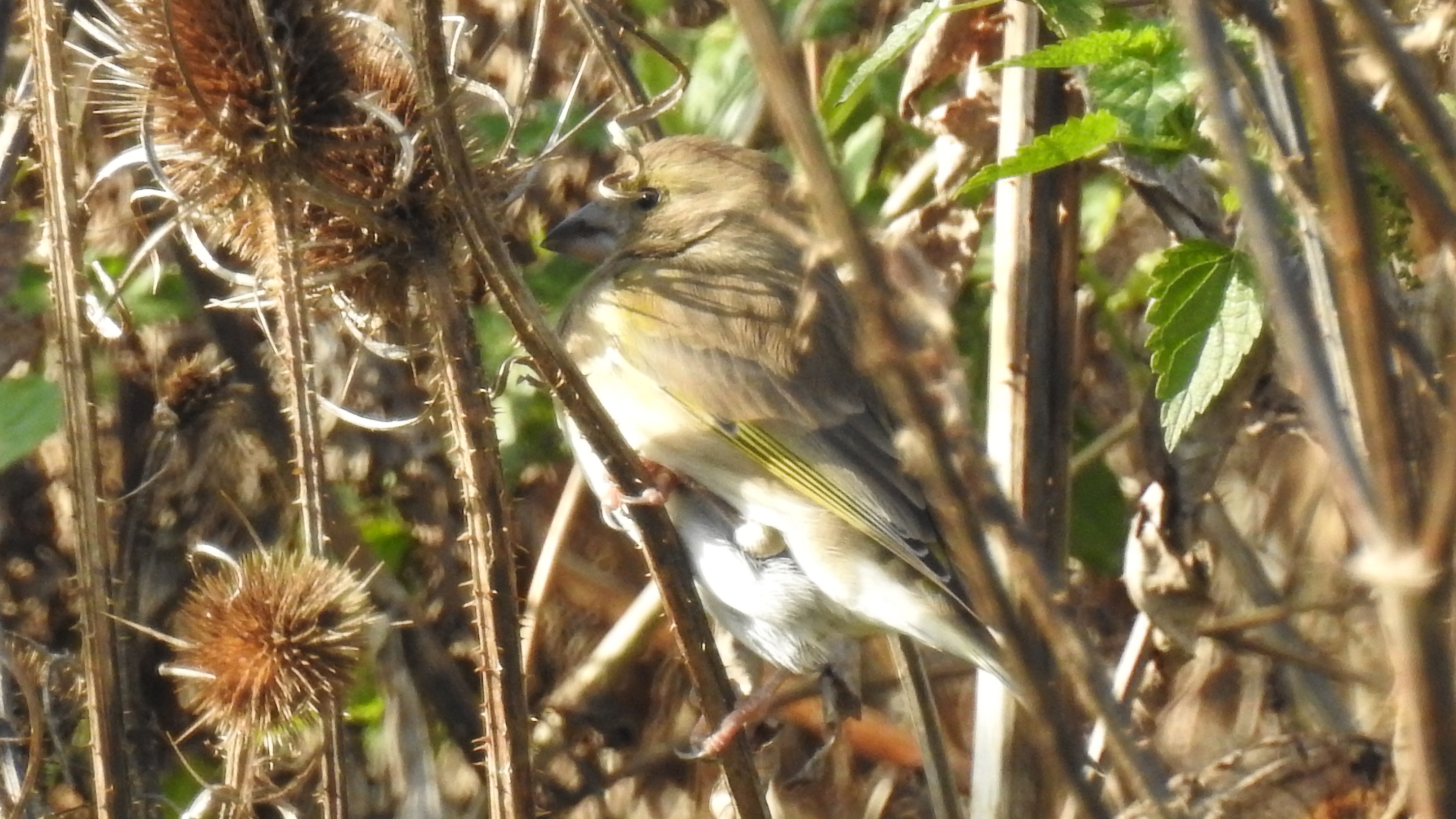 id confirmacao passeriformes Vinken