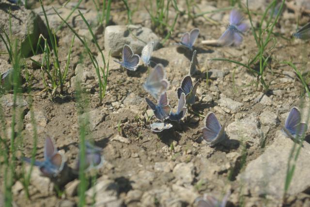 Concours La Nature, RESULTAT 14797