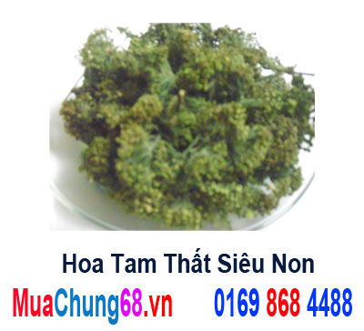 nụ tam thất- món quà sức khỏe dành tặng người thân Hoa%20tam%20th%E1%BA%A5t%20si%C3%AAu%20non