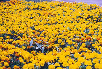 Adivina la peli con imágenes... - Página 18 Flores