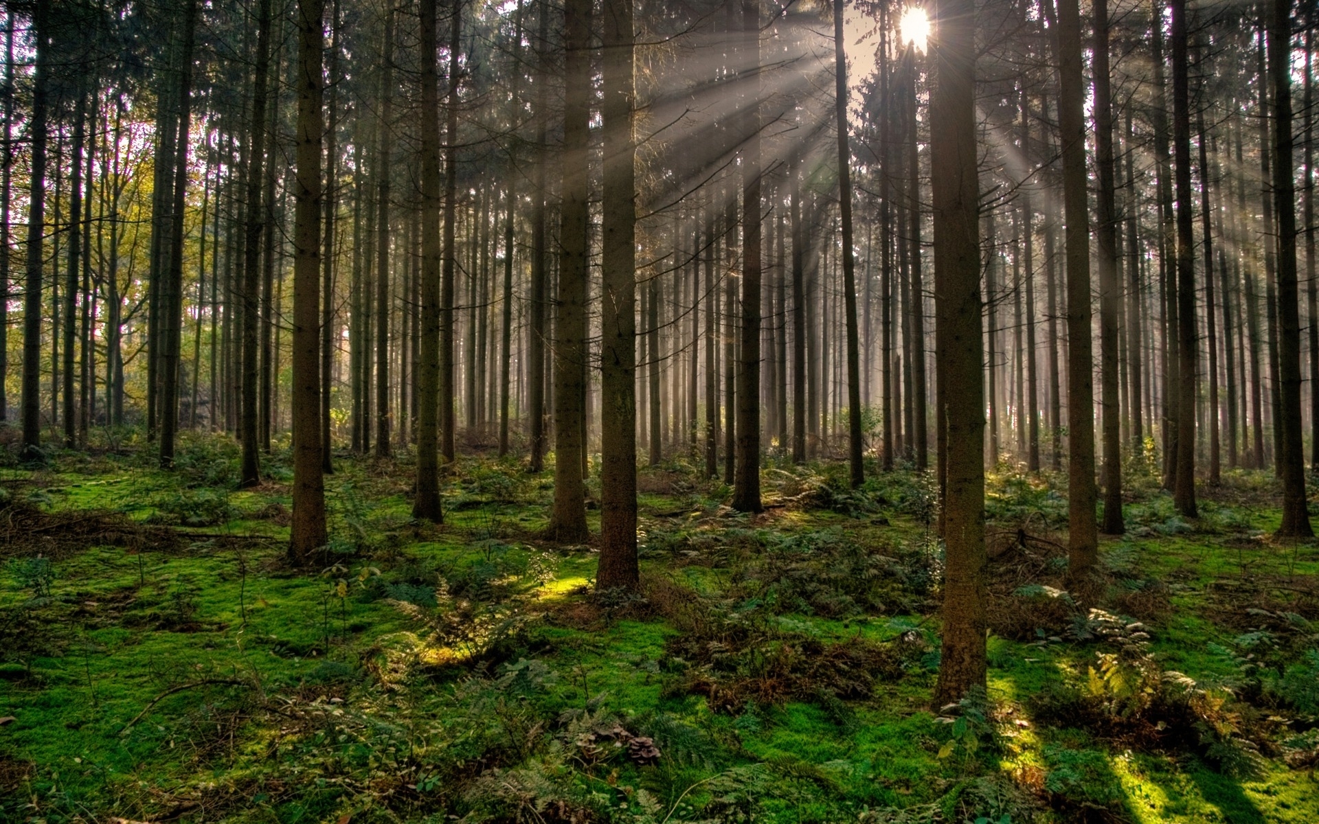 [Outras Regiões] Bosque Resplandor-en-el-bosque