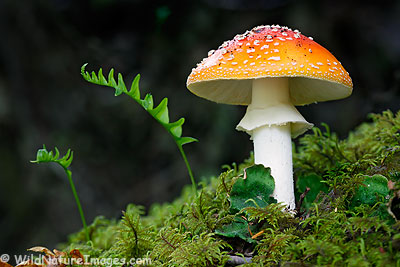 SƯU TẬP NẤM Amanita-muscaria