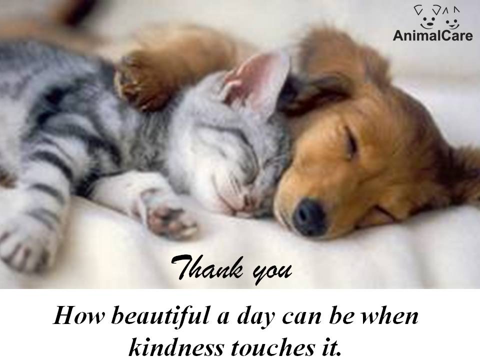 Thank you for your kindness Thank-you-dog-cat