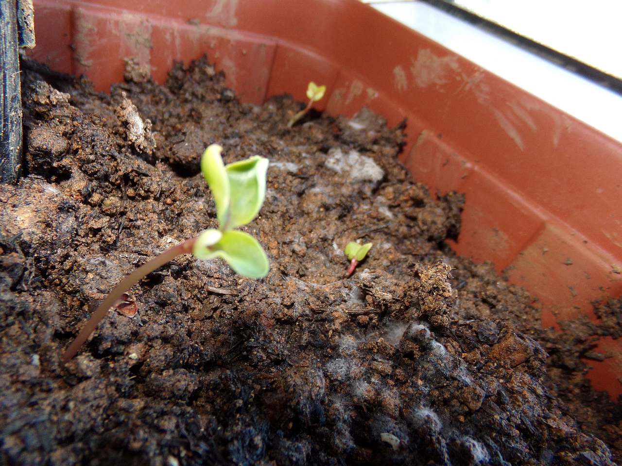 PROJET: Jardiniere de balcon, à l'intérieur ! Jardiniere_balcon-22