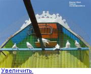 Узбекские бойные голуби 123131596570052581