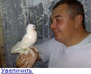 Узбекские бойные голуби 123131609789391287