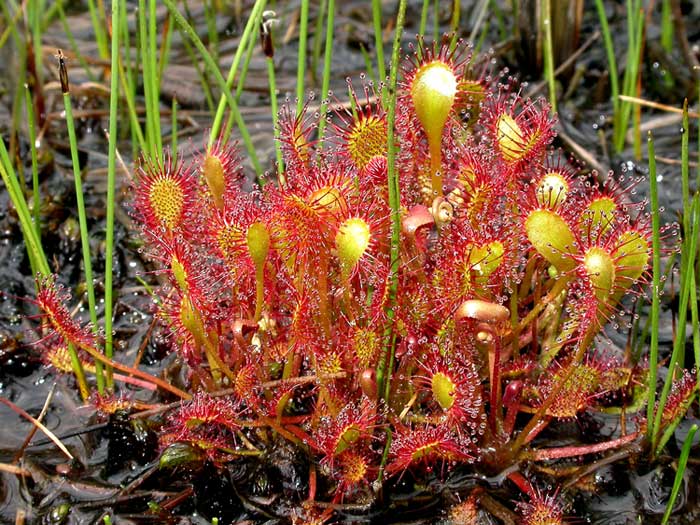 Le Drosera ou Rossolis du Cap. Famille des Droséracées. Drosera_intermedia