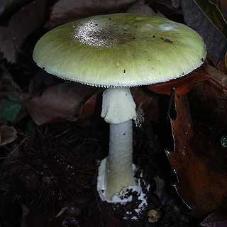champignons Amaphal1