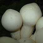 [Survival] prairies: champignons Champi60