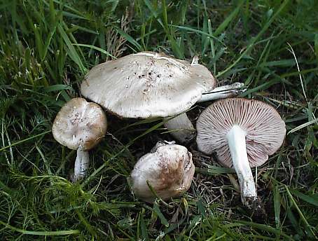 SƯU TẬP NẤM - Page 3 Entoloma_clypeatum_fo_pallidogriseum