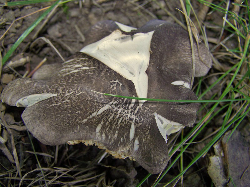  tricholoma  scalpturatum Tri1