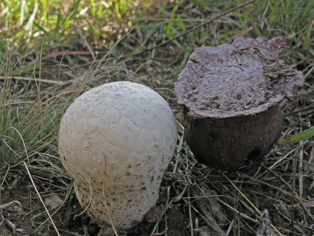 SƯU TẬP NẤM Calvatia_lilacina_UIA_20090923