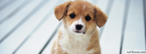 صور خلفيات فيسبوك حيوانات أليفه 2013,  Cute_Puppy-2