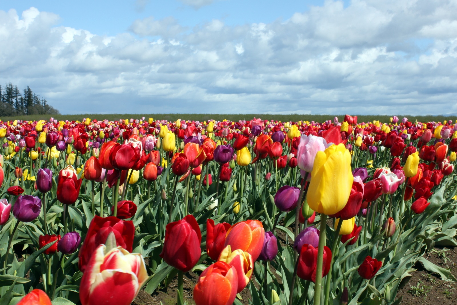 Vương quốc hoa Tulip Wooden-shoe-tulip-farm