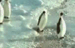 ECUSSON DE CAPOT Pingouin