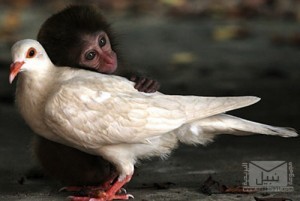 صداقة 1-monkey-and-pigeon-300x201