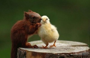 صداقة 20-cute-animal-friendship-300x193