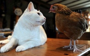 صداقة 3-chicken-and-cat-300x187