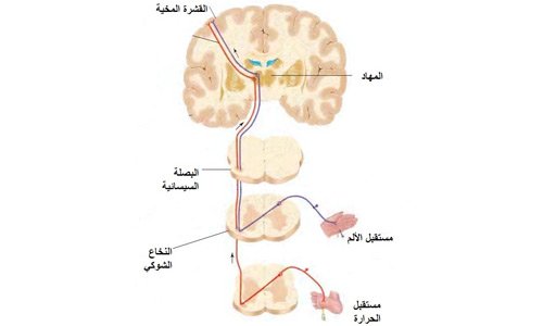 سبحان الله! إفراز الدماغ لمادة تمنع الألم 01