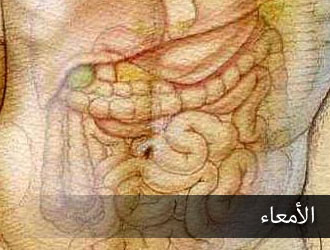 جسم الإنسان أقرب شيء إليه و هو من آيات الله الدالة على عظمته 10