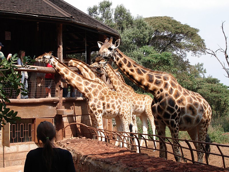 Ngắm nhìn động vật hoang dã ngay trong đô thị tại Nairobi Girraffe_centre-kenya-safari-daytour