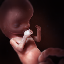 Voici Un Foetus A 12 Semaine Moment Autorise Pour Avorter En France