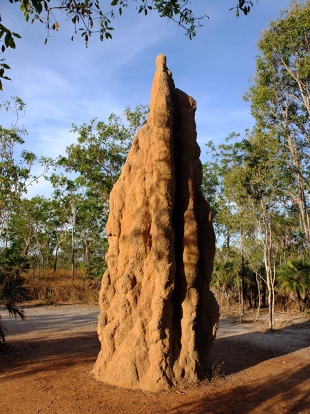  un site à découvrir - ajonc -18 septembre trouvé par Suri Termite-mounds