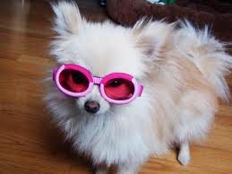 نظارات شمسية للكلاب ...! Quirky sunglasses for dogs ...! 2261cd6a7ebe43f789b9b3fdd95b4c3d