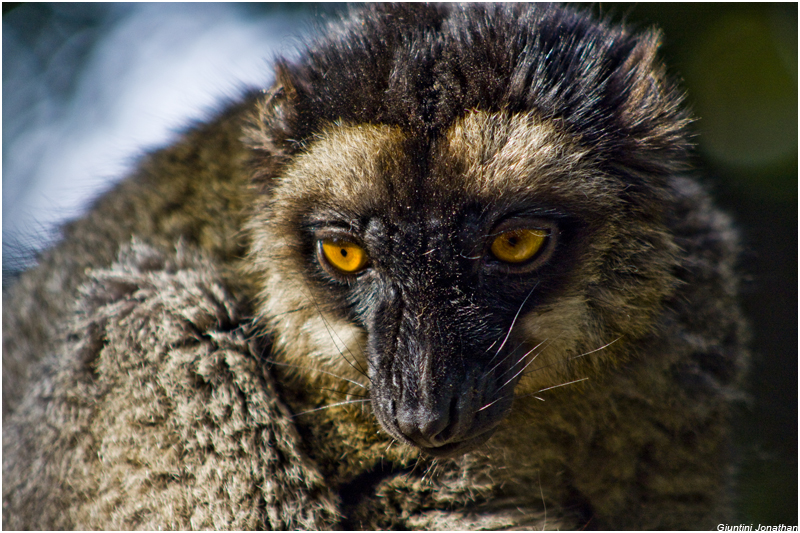 Pensif... Lemur