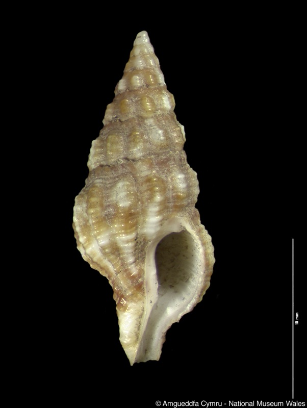 Peristernia cremnochione Melvill, 1891 M013264