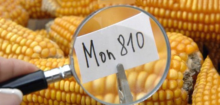 Monsanto Kicked Out of Greece and Latvia: GM Bans Sweep Through Europe Gmo-mon810-735-350