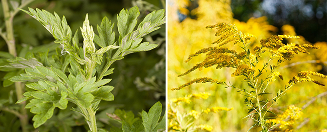 Avoid These 32 Foods to Escape Allergies from Pollen Mugwort-ragweed-field-allergies-650