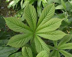 Rodgersia Cb_Rodgersia_aesculifolia