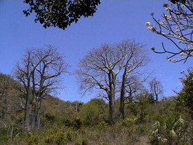 baobab (Adansonia digitata) Rg_adansonia