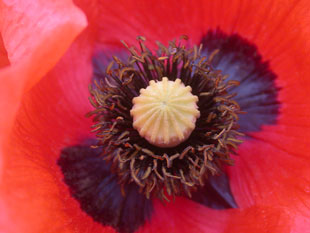 Le Coquelicot [Papaver Rhoeas] 09jonzieux3