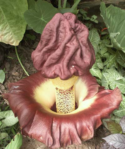 Nouveau membre Amorphophallus400