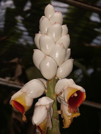 زهور غريبه جدا جدا  Alpinia_platychilus