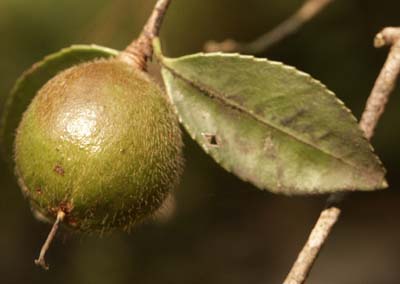 VƯỜN CÂY ĐV II - Page 22 Camellia%20oleifera%20fruit