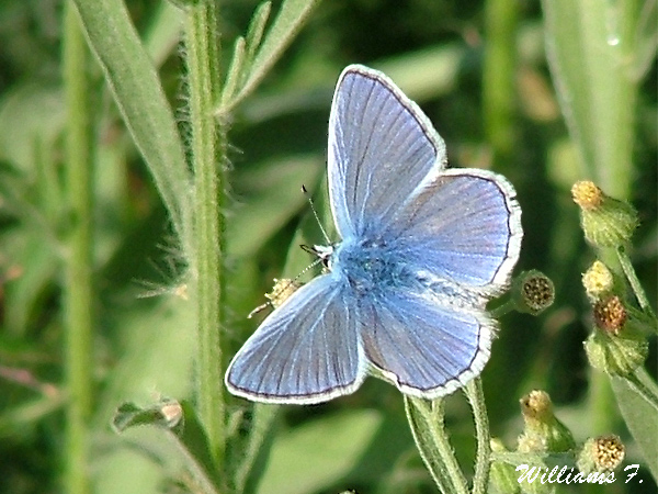 argus bleu nacré ou céleste [Polyommatus sp.] Argus-bleu